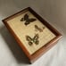 Vintage Mid Century Wood Pressed Butterfly Wing Trinket Box | Red Felt