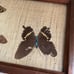 Vintage Mid Century Wood Pressed Butterfly Wing Trinket Box | Red Felt
