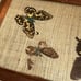 Vintage Mid Century Wood Pressed Butterfly Wing Trinket Box | Red Felt