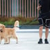 Hands Free Dog Leash with Zipper Pouch