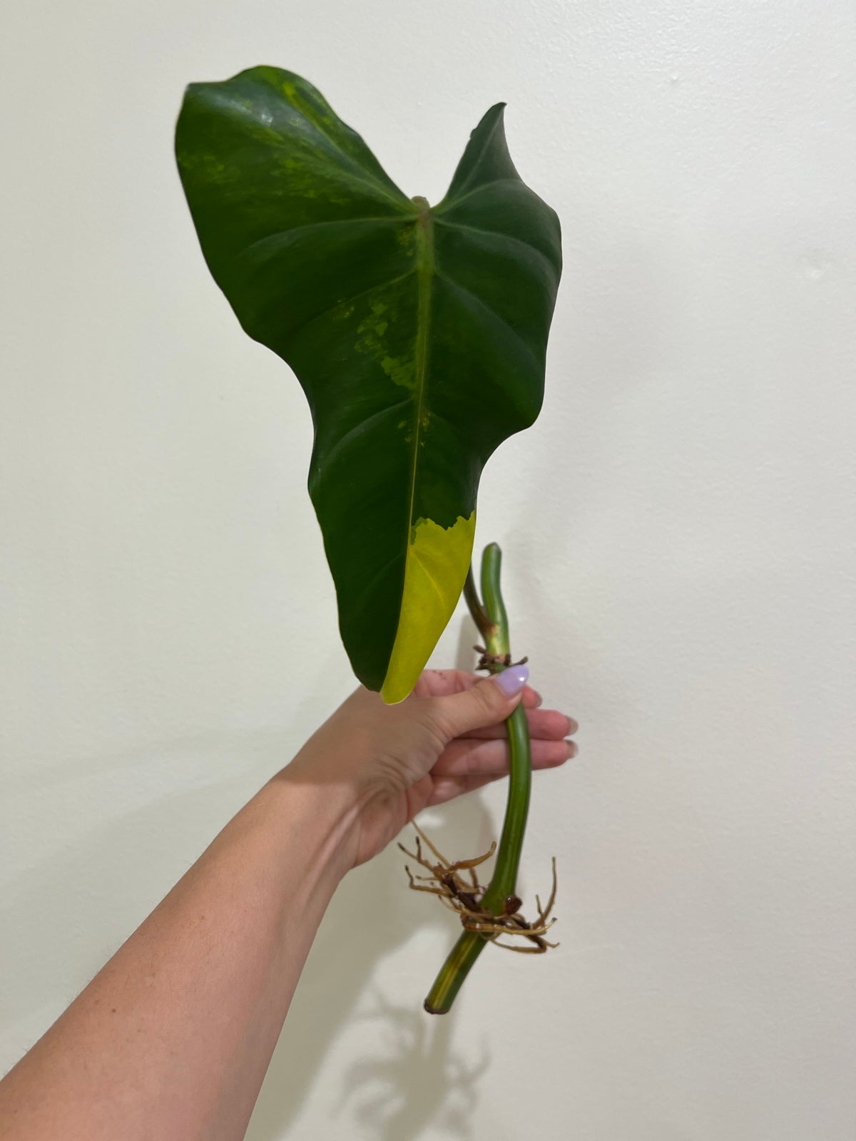Philodendron domesticum mid cut 2 nodes