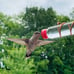 Geometric Window Hummingbird Feeder | Sweet Feeders | Geo Feeder |