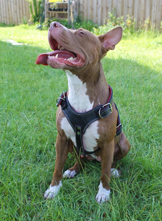 Thin Black Harness