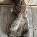 Folkmanis Realistic Cat Stage Puppet - Retired. Like New