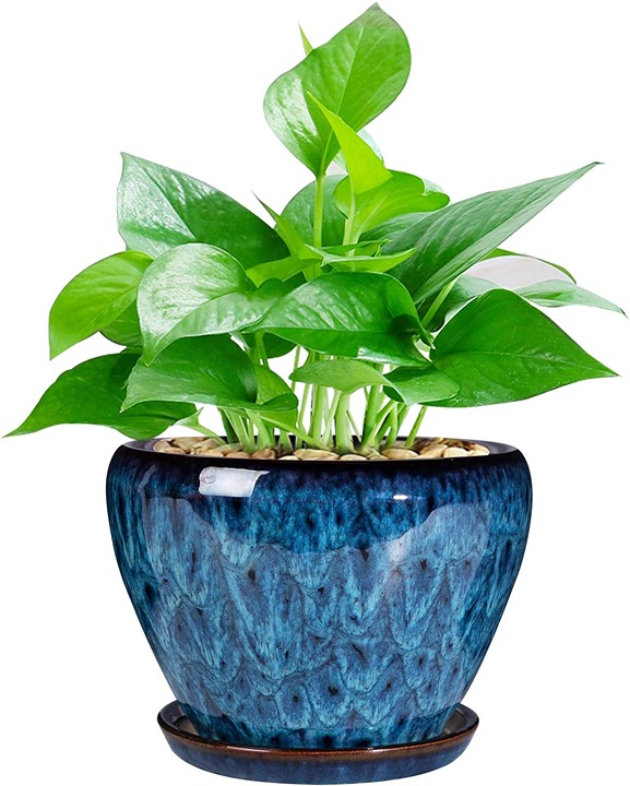 Modern Glaze Succulent Planter Pot with Drainage Hole and Saucer 6 Inch