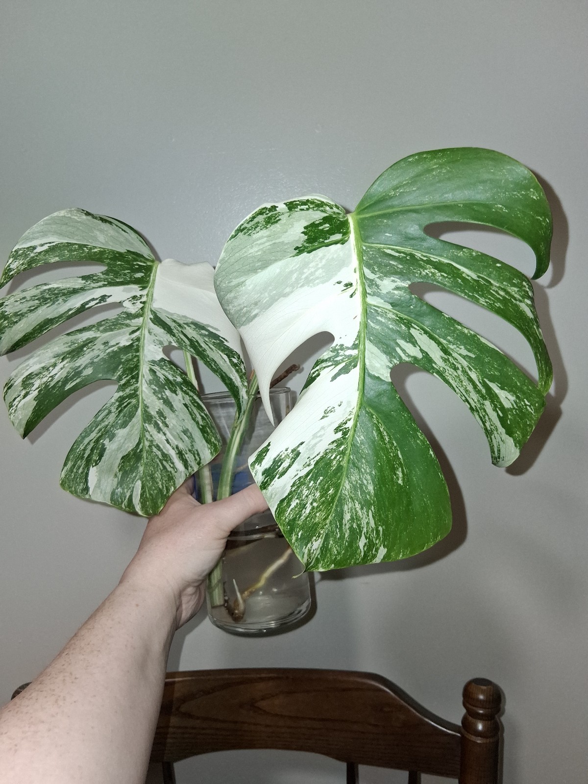 Monstera Deliciosa Albo Cutting