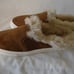 NIB Ladies Womens Raulph Lauren Jinny Mules Suede Faux Fur Ralph Lauren Sz 6.5B