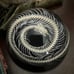 Snake Skeleton in Resin Dome, Oddities decor, coiled snake