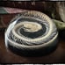 Snake Skeleton in Resin Dome, Oddities decor, coiled snake