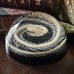 Snake Skeleton in Resin Dome, Oddities decor, coiled snake