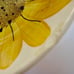 Vintage 70s Vera Neumann Sunflower 2 Salad Bowls Hand Painted 6.5 JAMAICA MADE