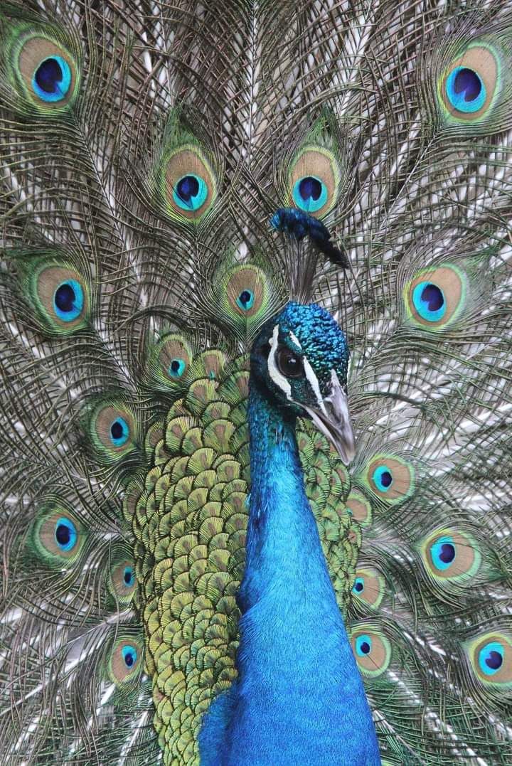 Male Peacock 13 x 19 Photograph