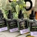 BBW Fairytale Wallflower fragrance refills