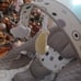 Electric Baby Swing for Infants, Baby Rocker for Infants with 3 Speeds   ♻️❤️