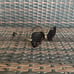 Marc Jacobs 1078/S 0869O Havana Sunglasses Women 52-21-145
