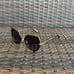 Marc Jacobs 1078/S 0869O Havana Sunglasses Women 52-21-145