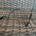 Marc Jacobs 1078/S 0869O Havana Sunglasses Women 52-21-145