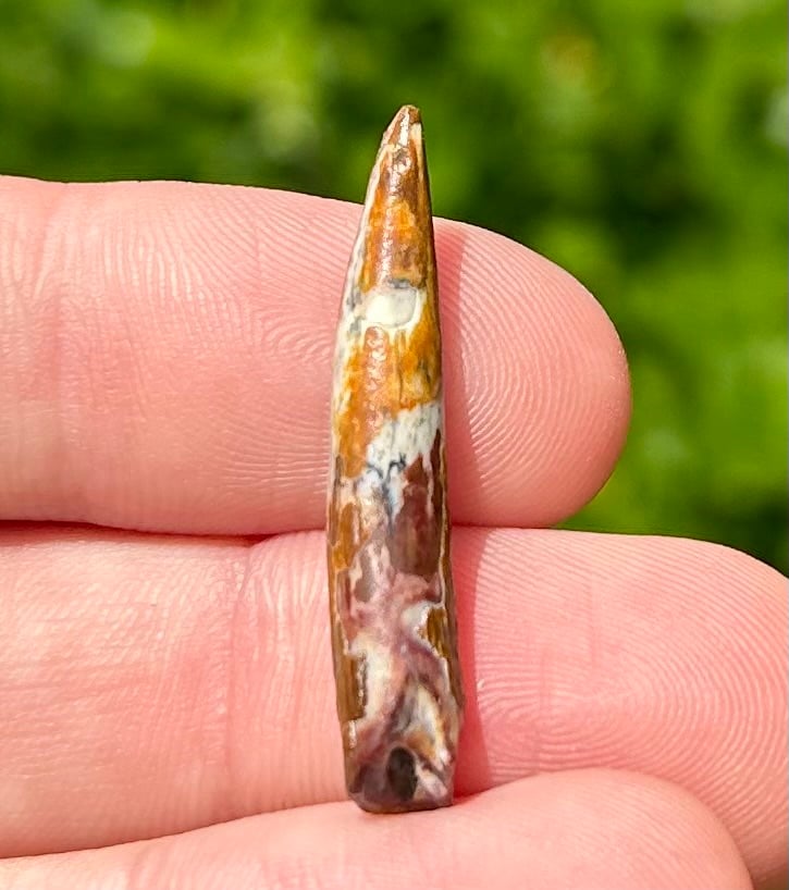 NICE Pterosaur Tooth from Niger Fossil Flying Dinosaur Tooth 1.25” Cretaceous