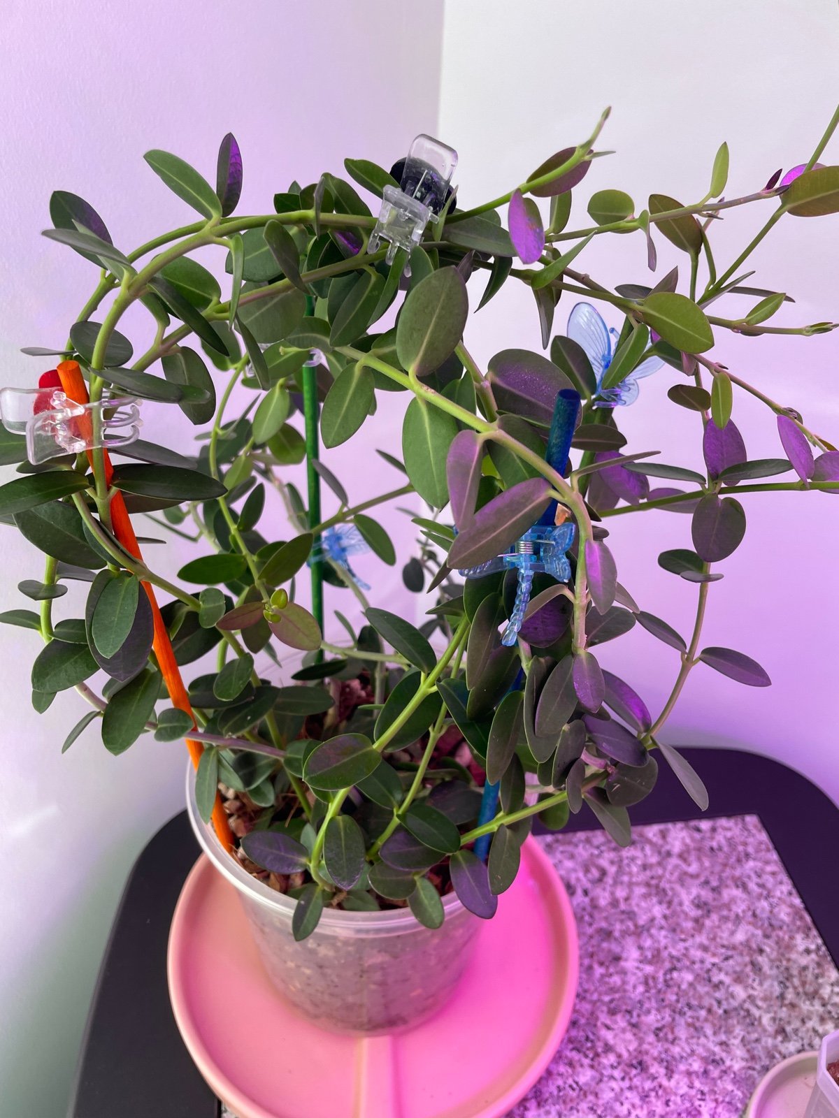 Hoya Cummingiana