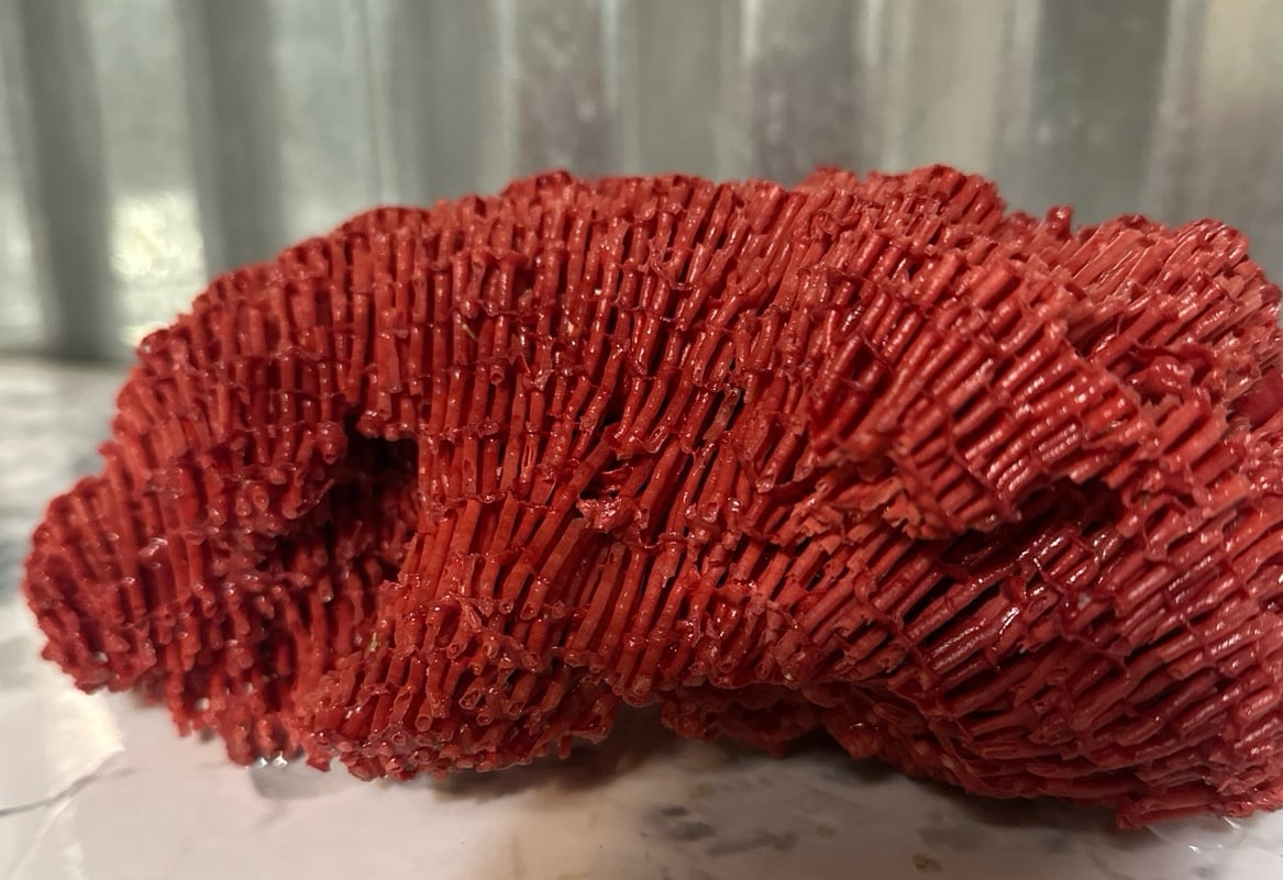 Natural Red Organ Pipe Coral skeleton specimen