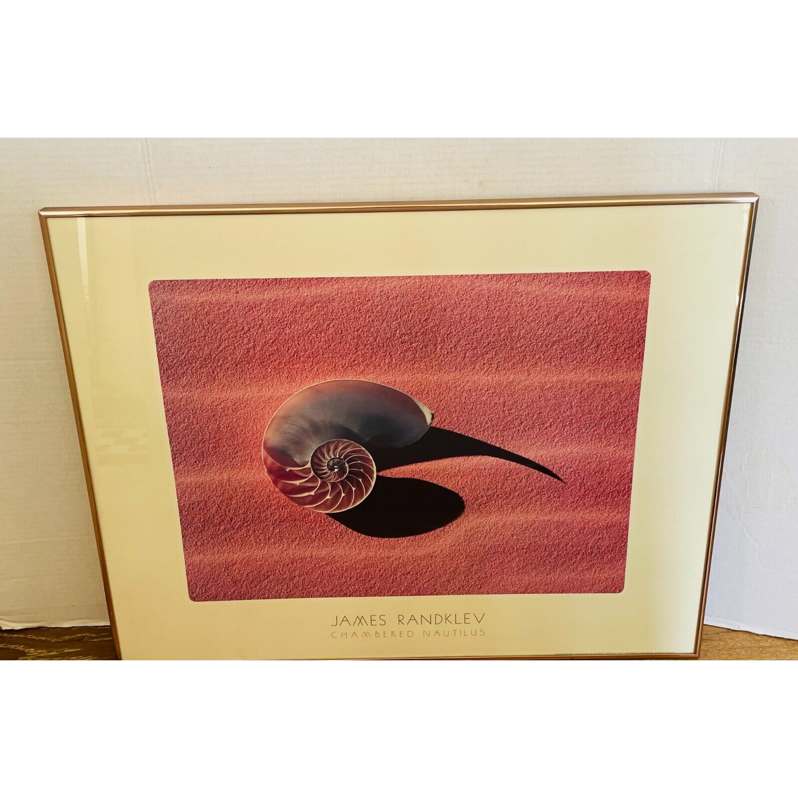 JAMES RANDKLEV Vintage 1981 Framed Chambered Nautilus- Size 24 x 30