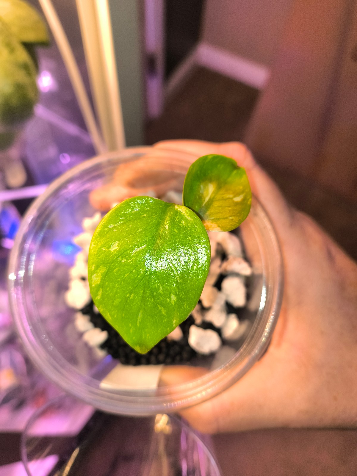 Monstera Thai constellation (price includes priority shipping)