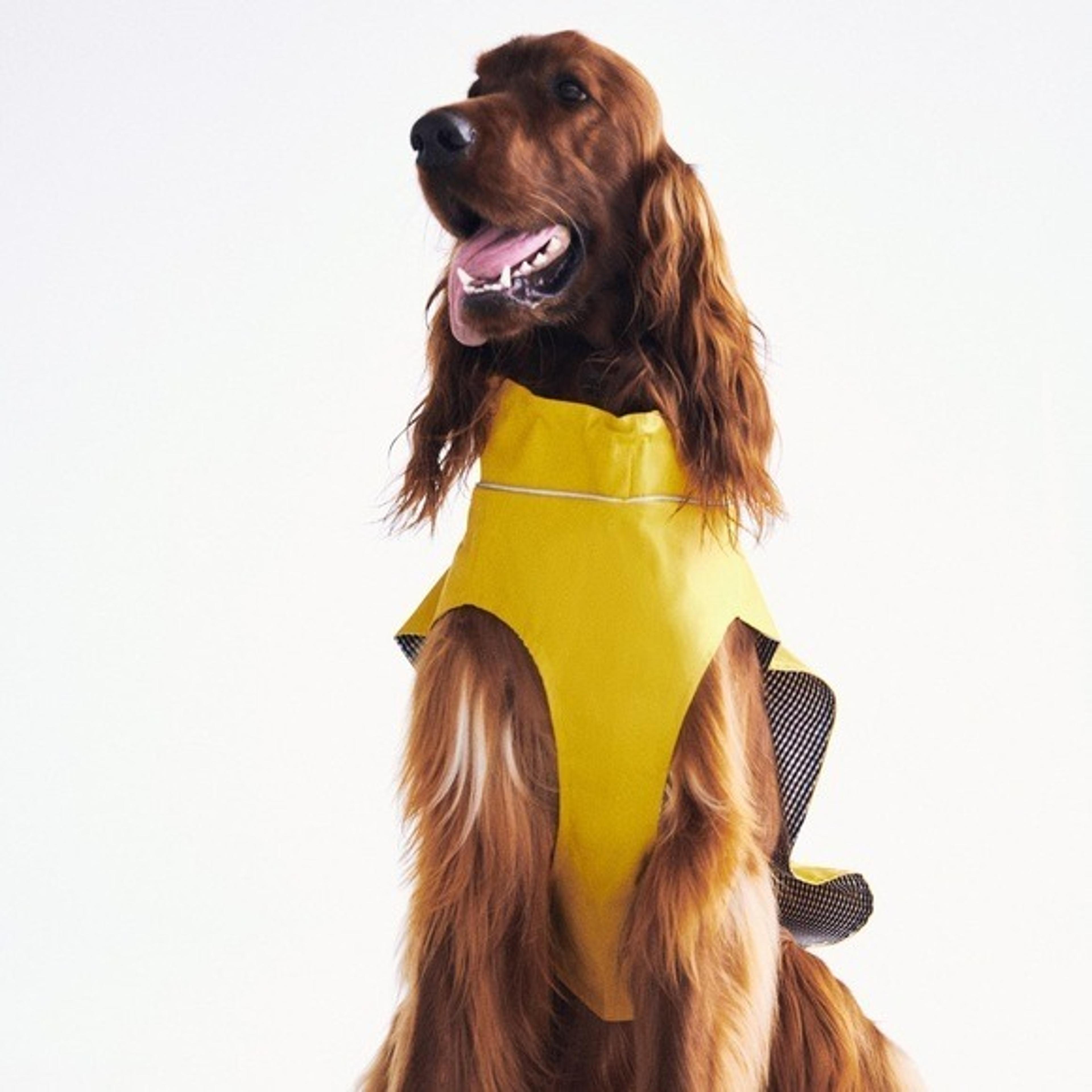 Zara dog raincoat Clearance