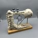 Halloween 2024 Spooky Animated Skeleton Sewing Machine