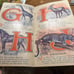 ABC book of animals 1927