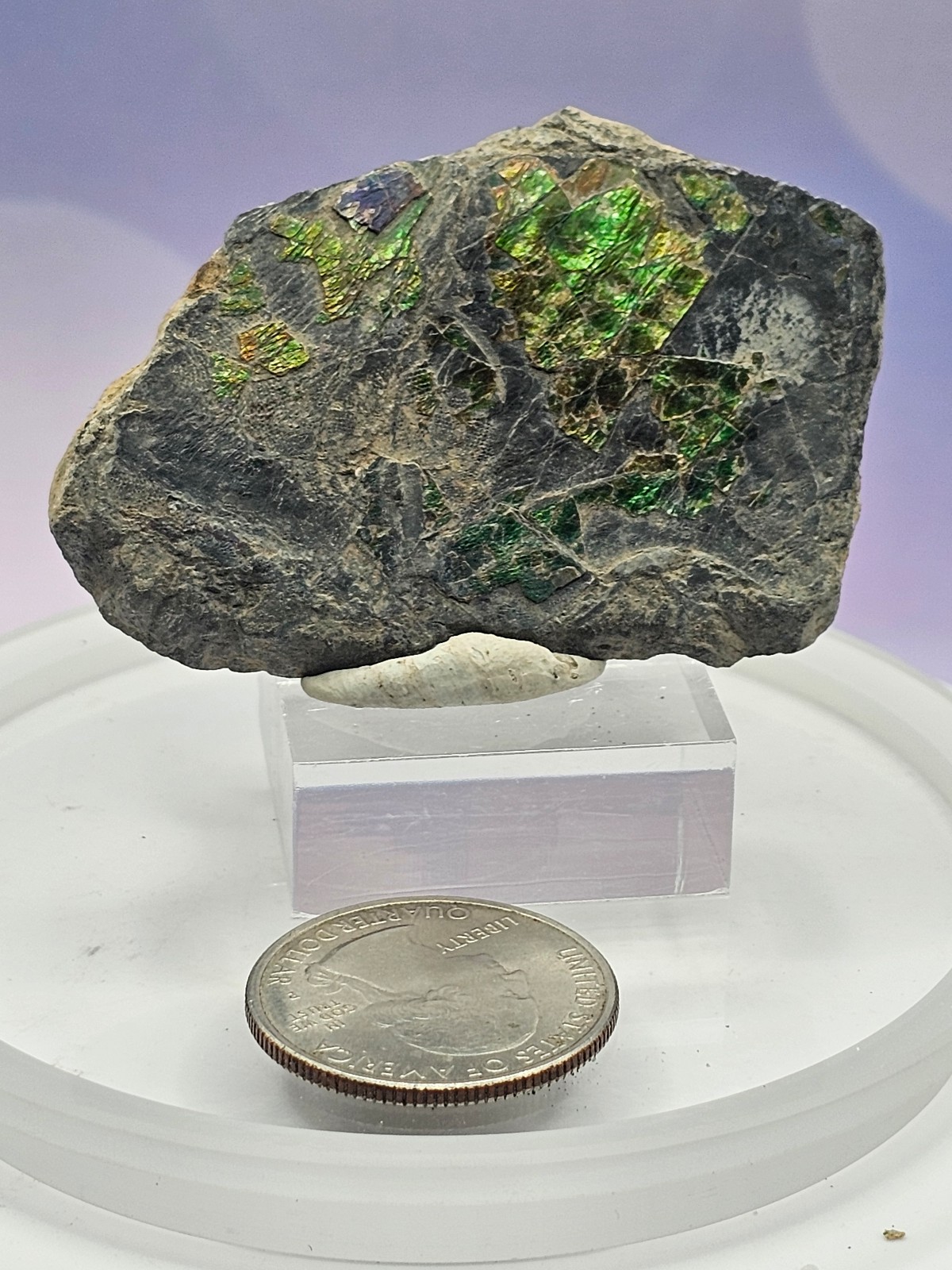 Ammolite