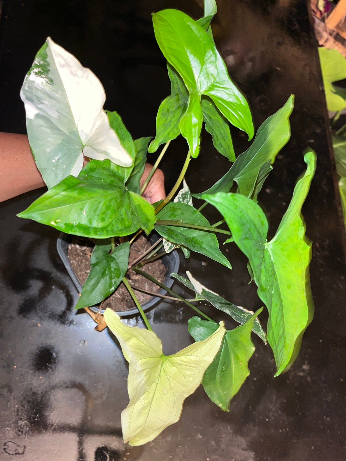 Syngonium albo, rooted So beautiful plant