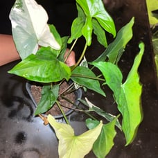 Syngonium albo, rooted So beautiful plant