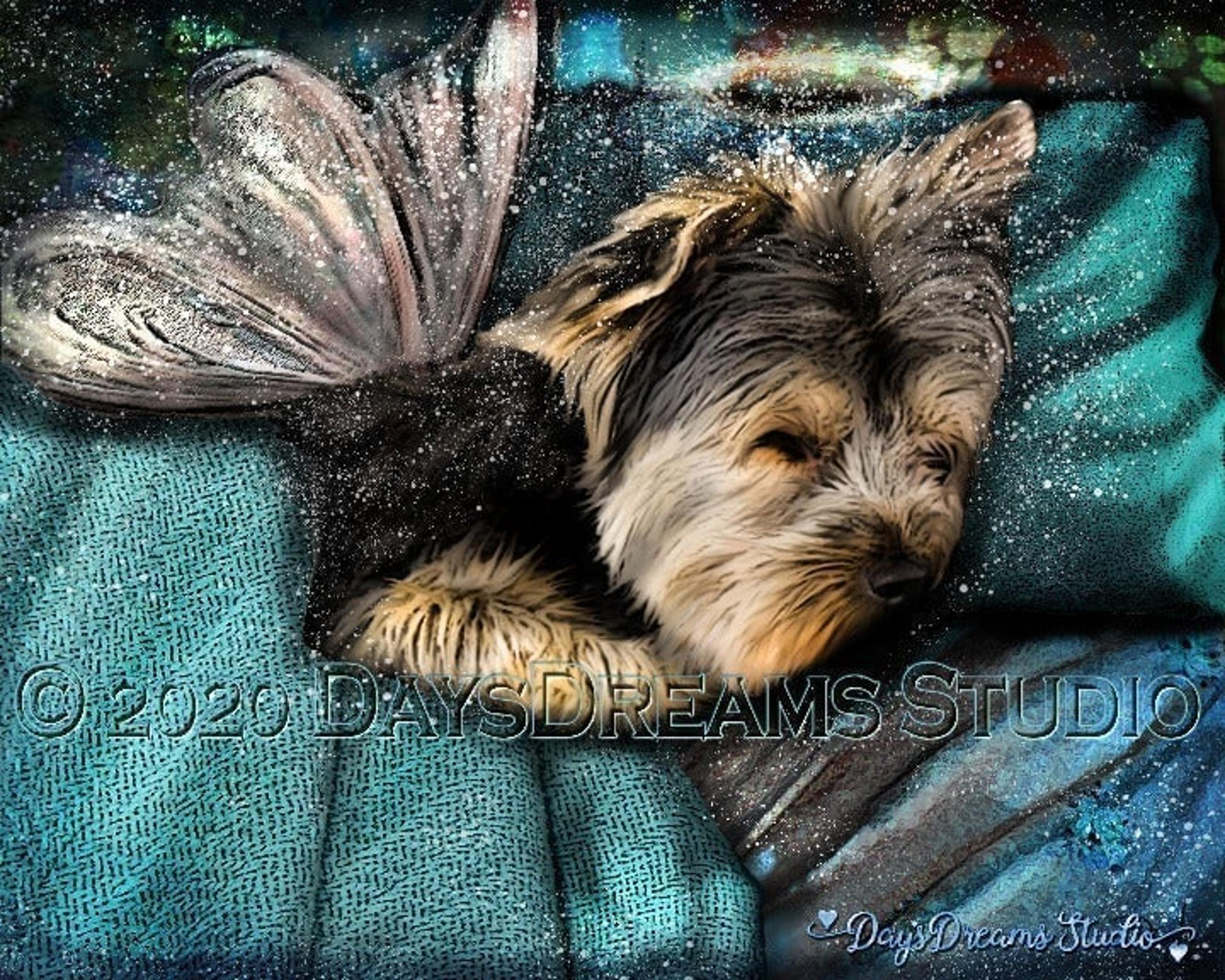 Yorkie Yorkshire Terrier Sleeping Angel Wings Halo 5x7 Memorial P1