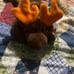 Ty rare moose - chocolate