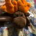 Ty rare moose - chocolate
