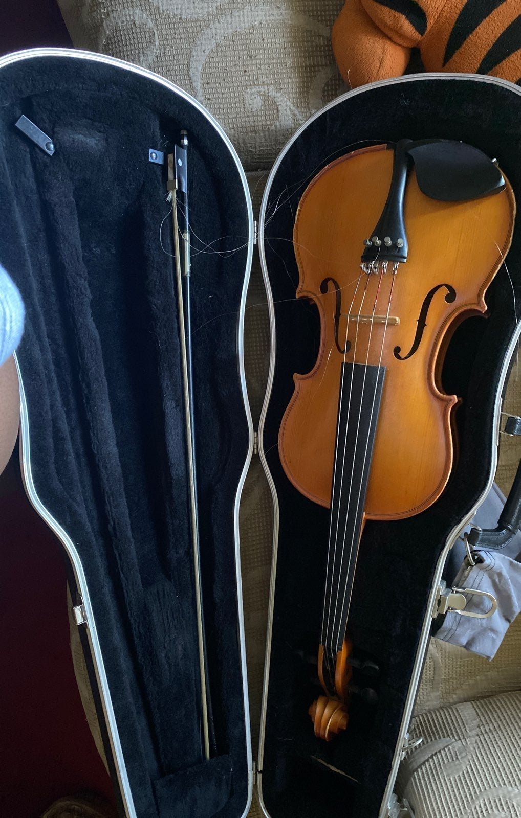 Viola