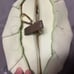Loungefly Stitch shoppe evil apple hand bag