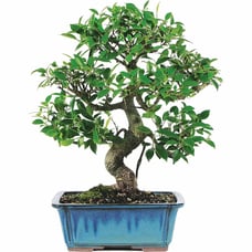 Bonsai -Large -(indoor)