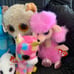 Ty Plush Bundle