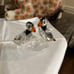 Swarovski bird collection