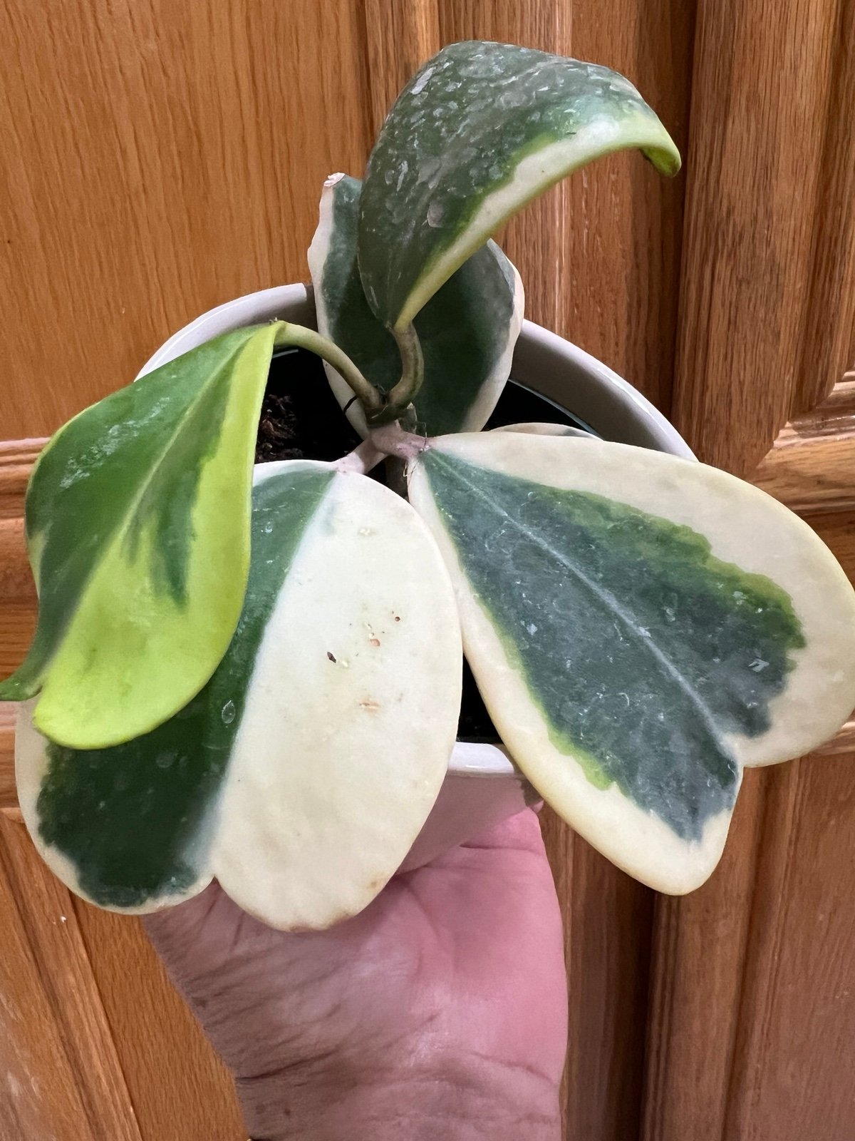 HOYA KERRY VERIEGATED IN 4” POT.