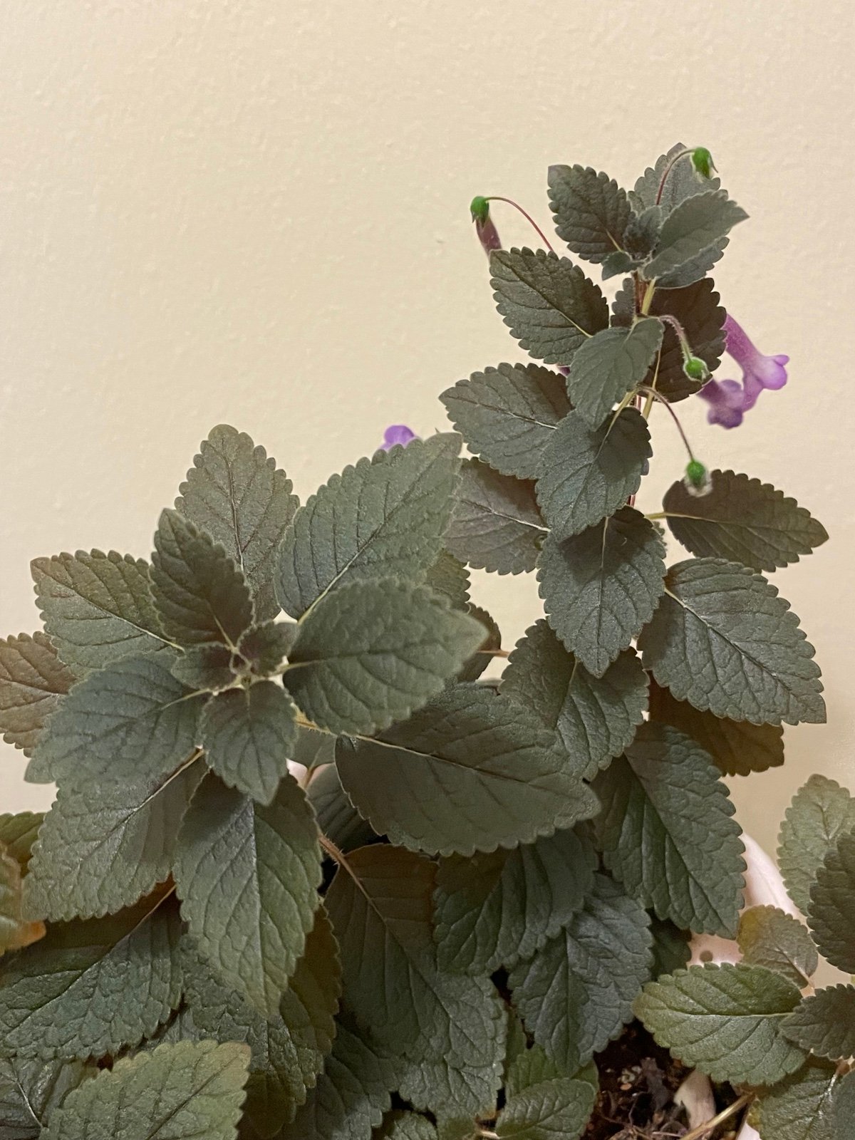 Sinningia deep purple dreaming