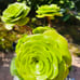 Aeonium tabuliforme var. old trunk