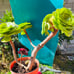 Aeonium tabuliforme var. old trunk