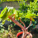 Aeonium tabuliforme var. old trunk