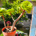 Aeonium tabuliforme var. old trunk