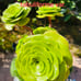 Aeonium tabuliforme var. old trunk