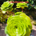 Aeonium tabuliforme var. old trunk