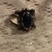 NATIVE/VINTAGE - Sterling Fancy Scalloped Edging, Oval Lapis Lazuli Ring!!!