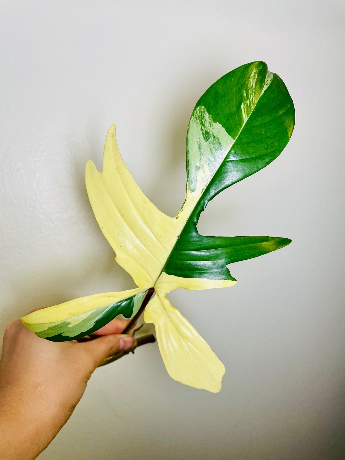 Philodendron Florida Beauty Highly Variegated Mid Cutting